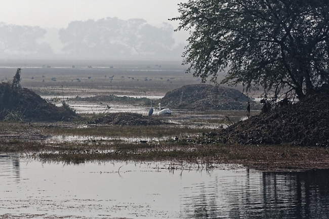Keoladeo national park-119